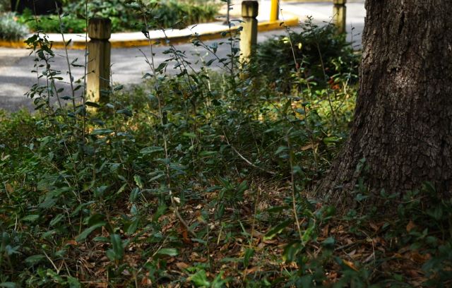 Get It Growing: Why do I have live oak suckers?